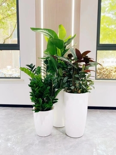 想找杭州湾靠谱绿植租赁？这家千万别错过！